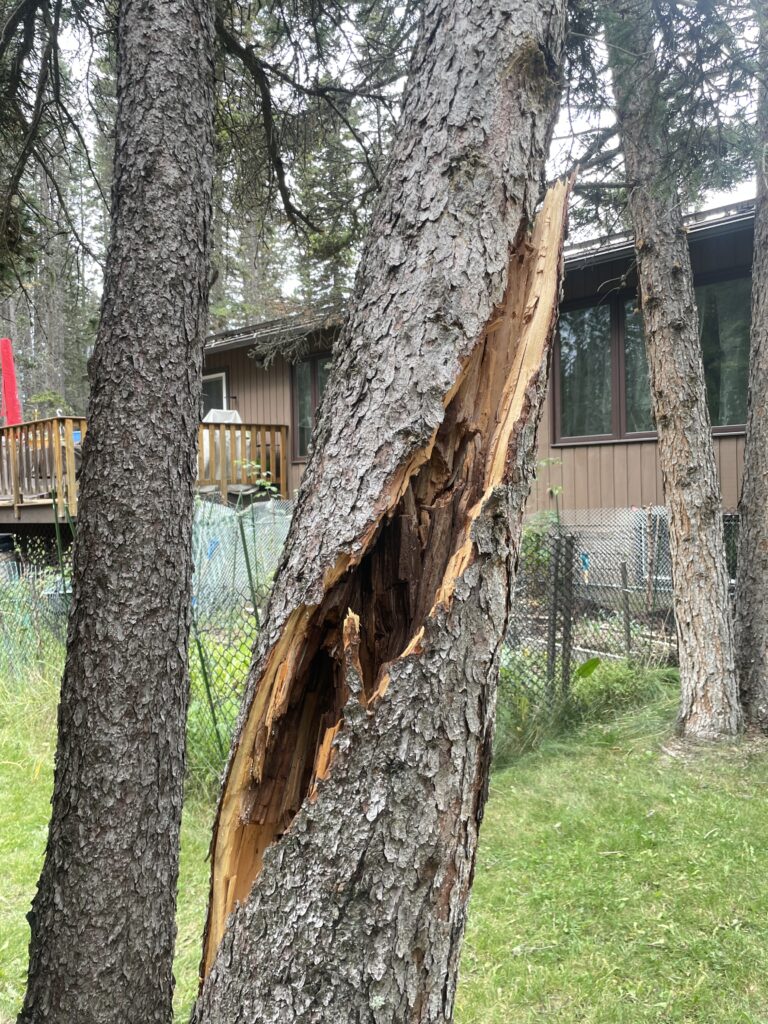 Hazard Tree Risk Assessment